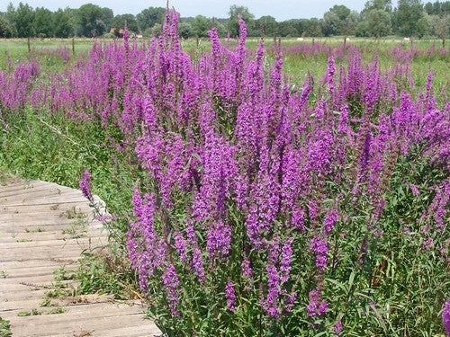 Lythrum salicaria
