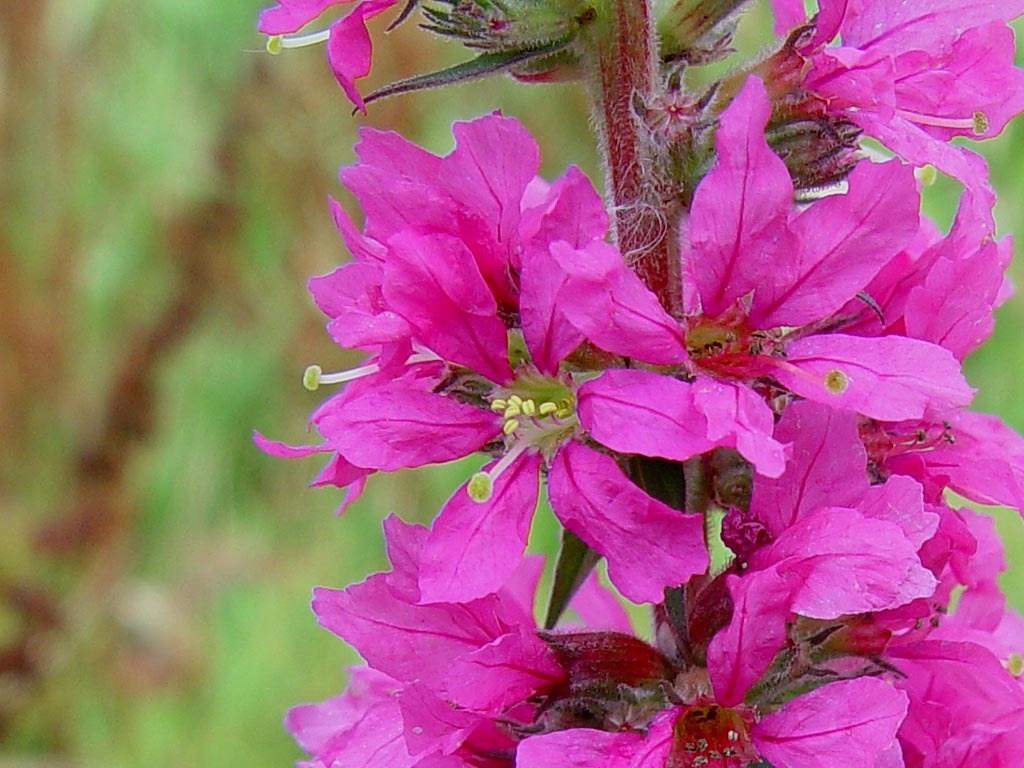 Lythrum salicaria