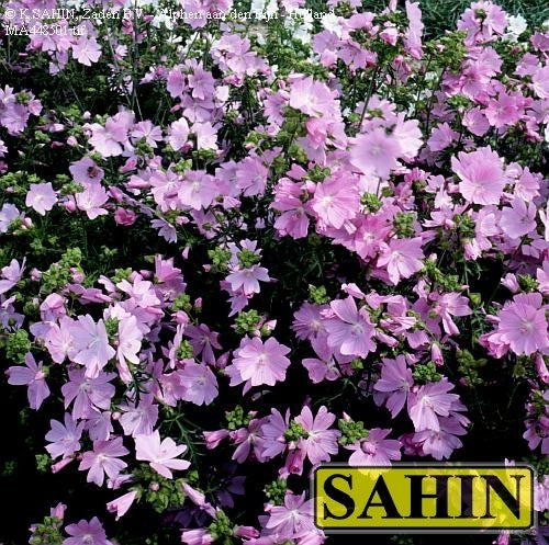 Malva moschata