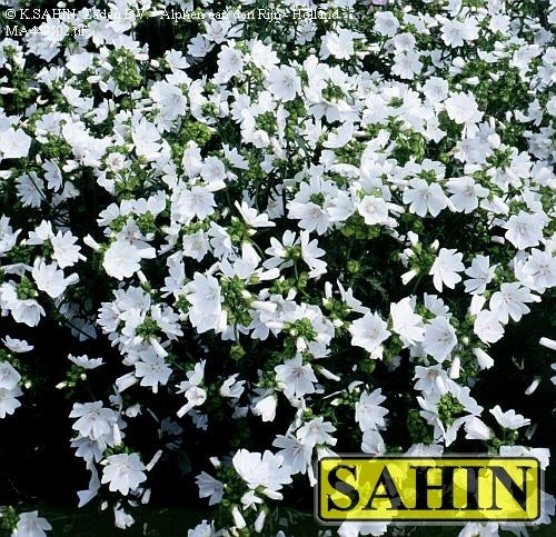 Malva moschata alba 'Pirouette'