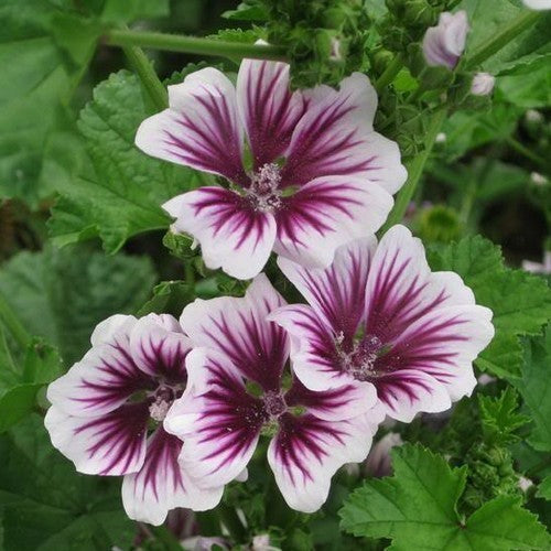 Malva sylvestris 'Zebrina'