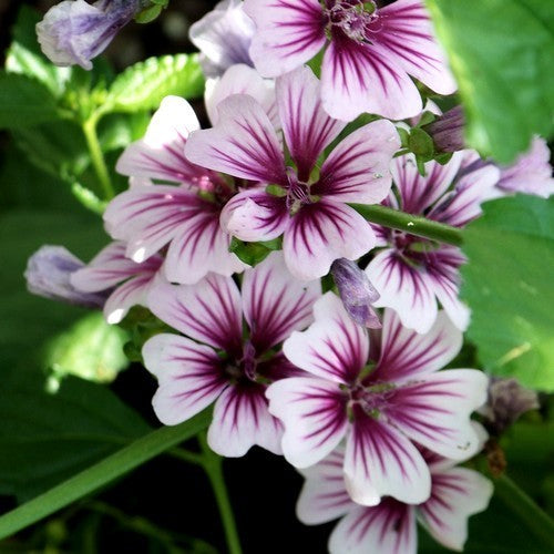 Malva sylvestris 'Zebrina'