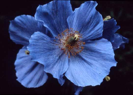 Meconopsis betonicifolia