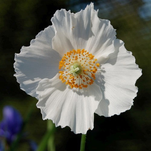 Meconopsis betonicifolia 'Alba'