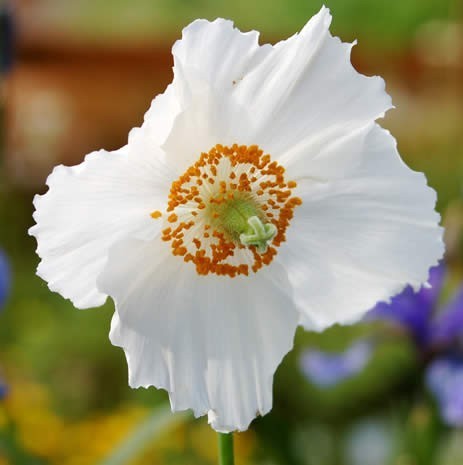 Meconopsis betonicifolia 'Alba'