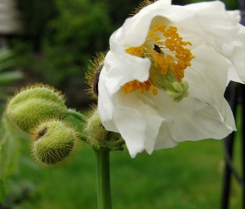 Meconopsis betonicifolia 'Alba'