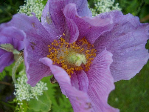 Meconopsis betonicifolia 'Hensol Violet'
