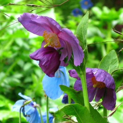 Meconopsis betonicifolia 'Hensol Violet'
