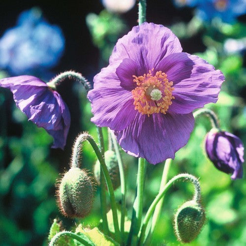 Meconopsis betonicifolia 'Hensol Violet'
