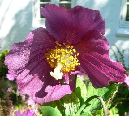 Meconopsis betonicifolia 'Hensol Violet'