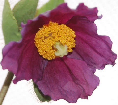 Meconopsis betonicifolia 'Hensol Violet'