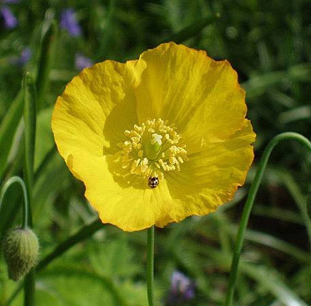 Welsh Poppy