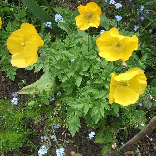Welsh Poppy