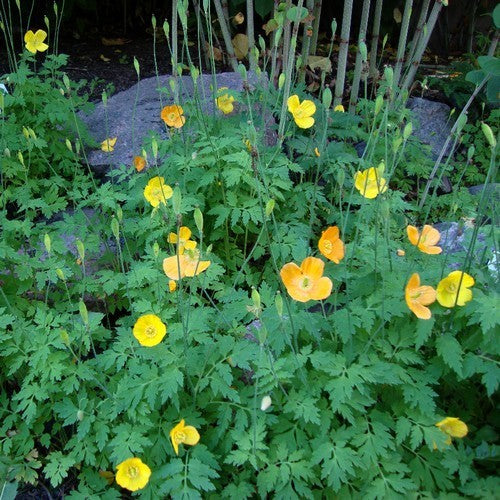 Welsh Poppy