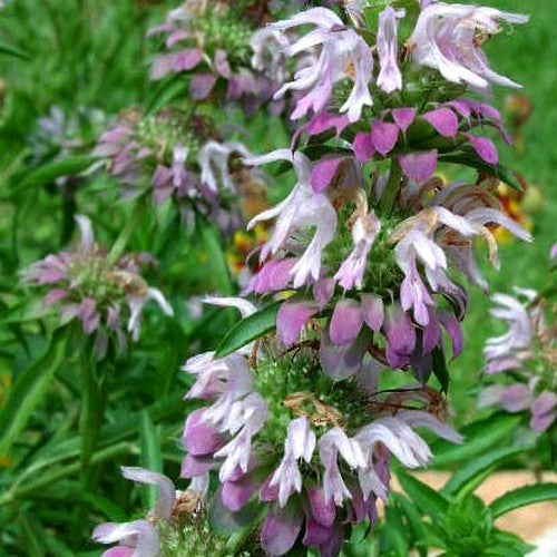 Monarda citriodora 'Purplish Lilac'