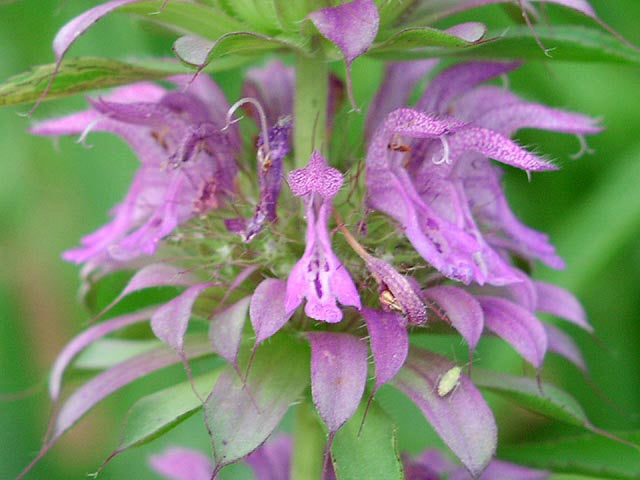 Monarda citriodora 'Purplish Lilac'