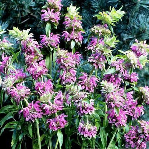 Monarda citriodora 'Purplish Lilac'