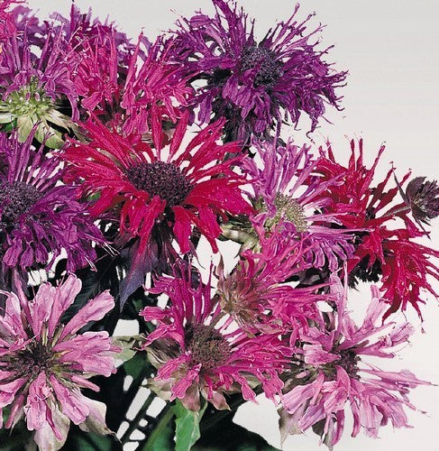 Monarda didyma 'Panorama Mixed'