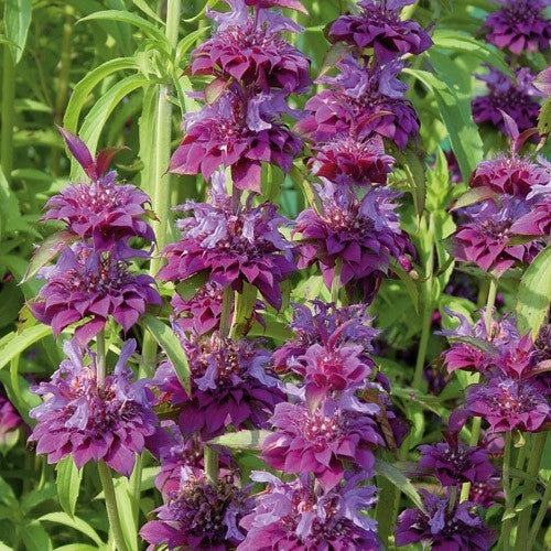 Monarda hybrida 'Bergamo'