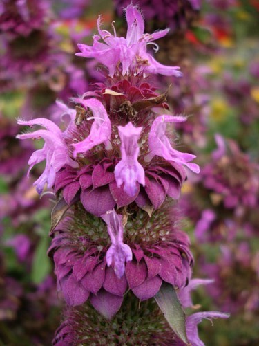 Monarda hybrida 'Bergamo'