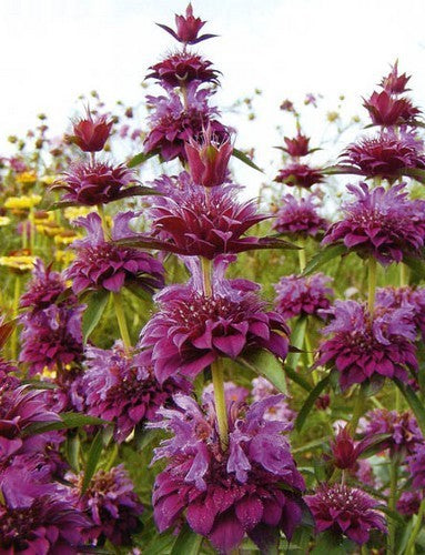 Monarda hybrida 'Bergamo'