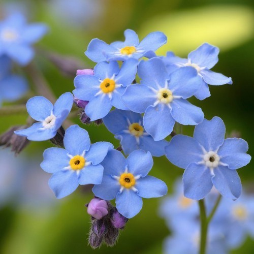 Myosotis arvensis