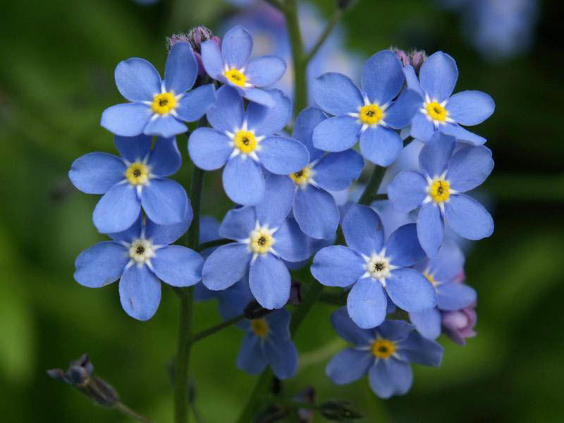 Myosotis sylvatica 'Bosje Blauw'
