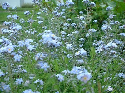 Myosotis sylvatica 'Bosje Blauw'