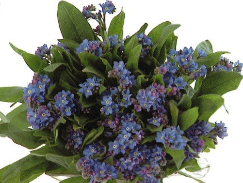 Myosotis sylvatica 'Bosje Blauw'