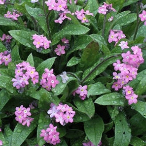 Myosotis sylvatica 'Bosje Roze'