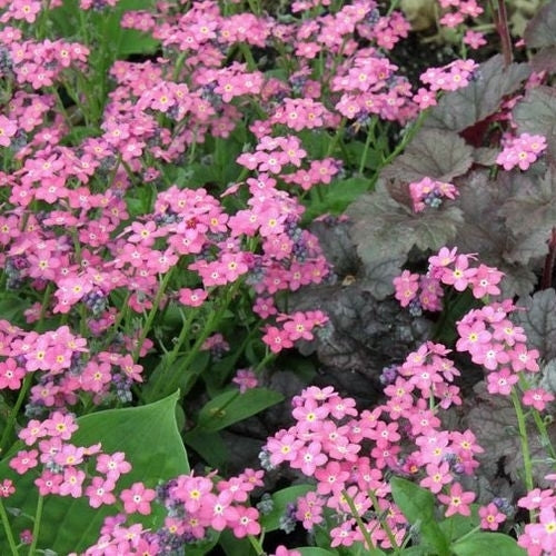 Myosotis sylvatica 'Bosje Roze'