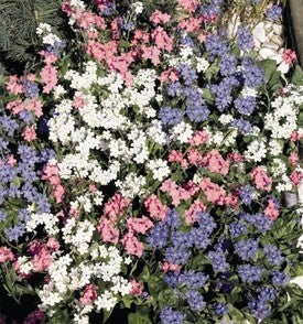 Myosotis sylvatica 'Mixed'