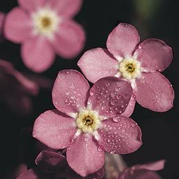 Myosotis sylvatica 'Rosylva' / 'Victoria Rose'