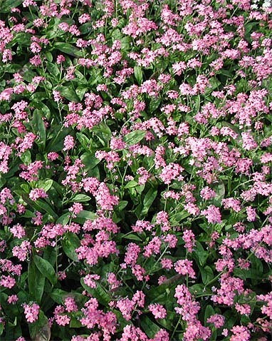 Myosotis sylvatica 'Rosylva' / 'Victoria Rose'