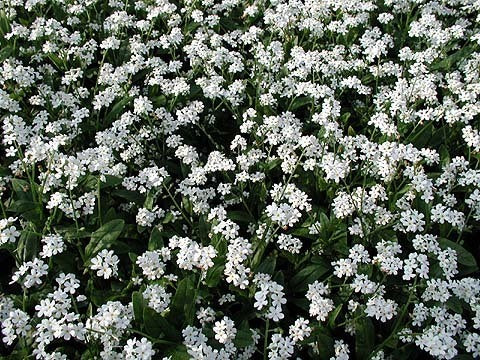 Myosotis sylvatica 'Snowsylva' / 'Victoria White'