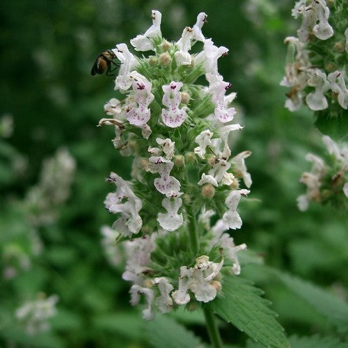 Catnip