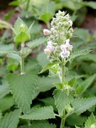 Catnip