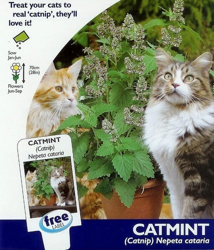 Catnip