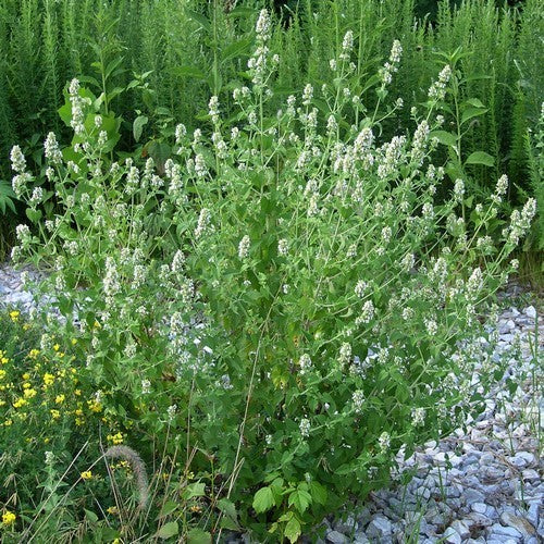 Catnip
