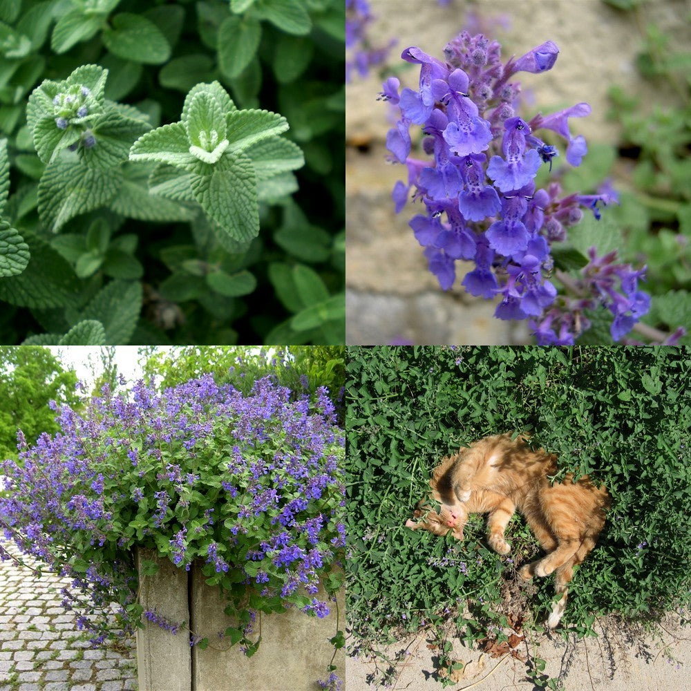 Nepeta x faassenii