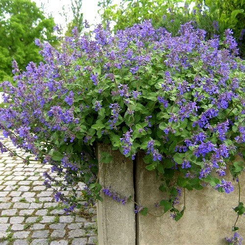 Nepeta x faassenii