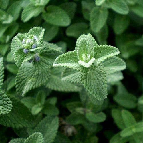 Nepeta x faassenii