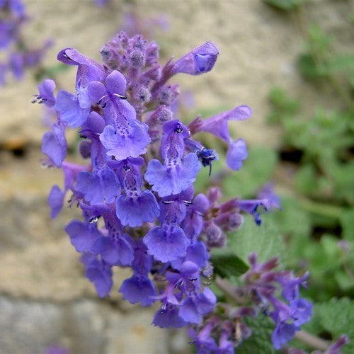Nepeta x faassenii