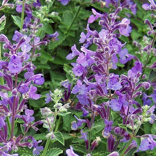Nepeta x faassenii