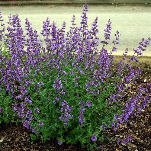 Nepeta x faassenii
