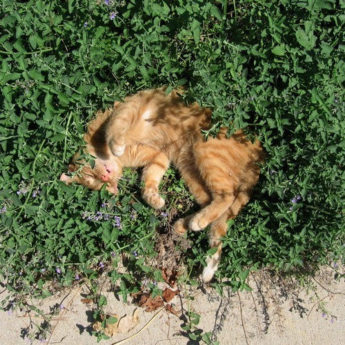 Nepeta x faassenii