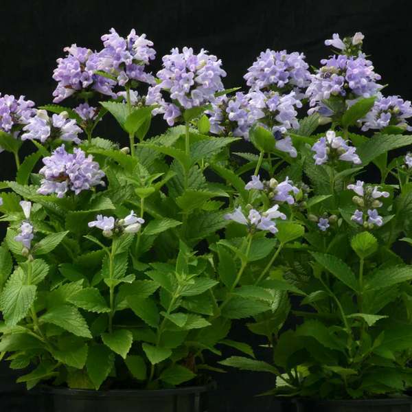 Nepeta subsessilis 'Blue Panther'