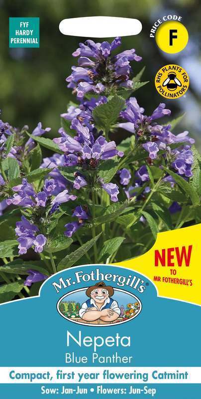 Nepeta subsessilis 'Blue Panther'