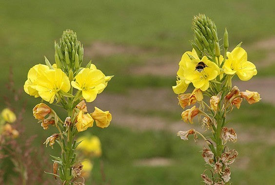 Oenothera biennis