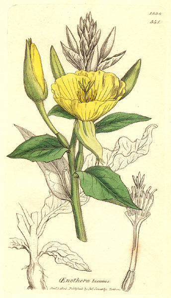 Oenothera biennis